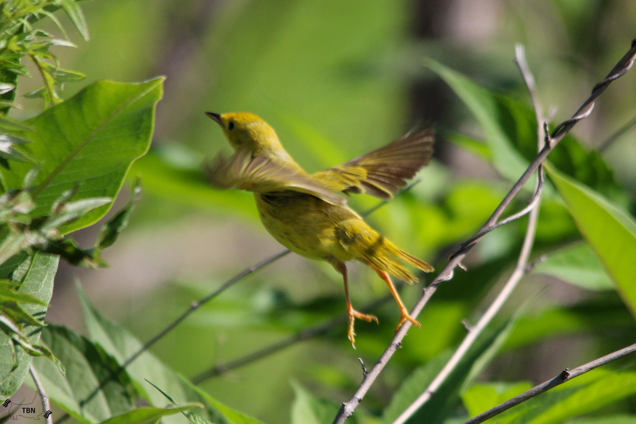 Yellow Warbler